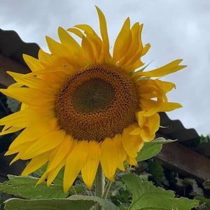 Meet your Posher, Sue